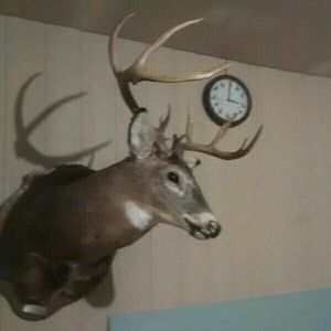 Meet your Posher, Brady